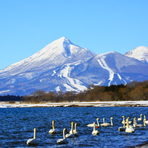 東北支部